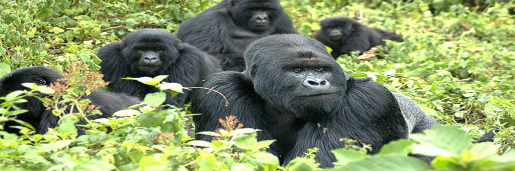 Uganda Gorilla Trekking Best Time to Go