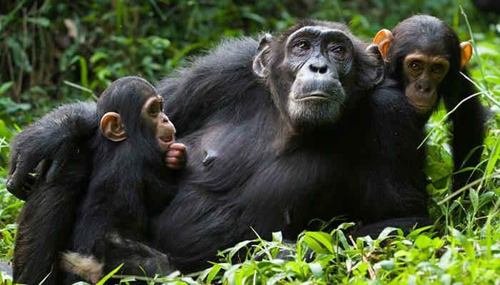 Primate Safaris Uganda
