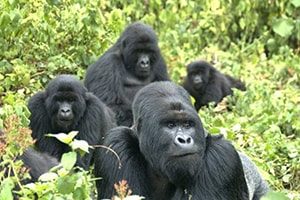 Gorilla safaris Uganda