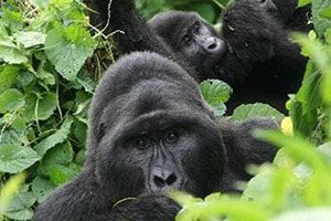 Gorilla Tracking Mgahinga