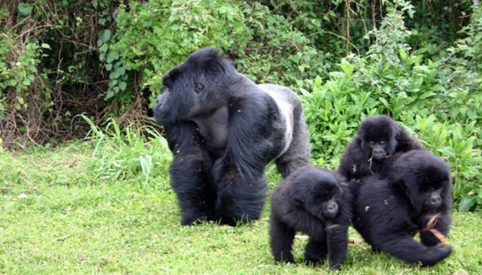 2 Day Gorilla Trekking Uganda from Kigali
