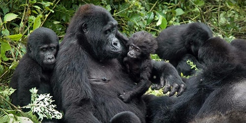 Kahungye Gorilla Family