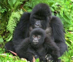 Mountain Gorillas in Bwindi Forest