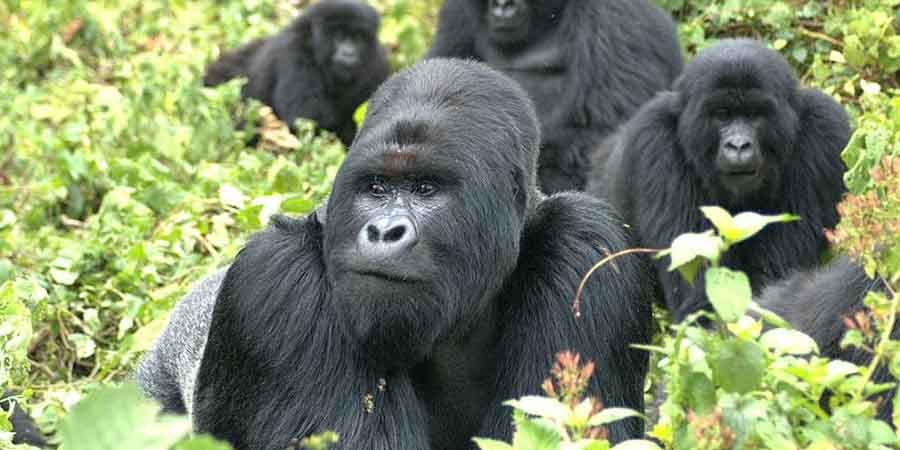 3 days gorilla tracking Uganda