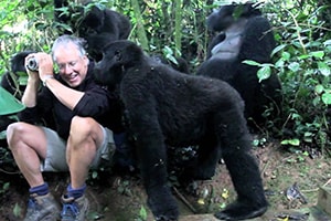 gorilla habituation experience