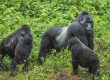 1 Day Gorilla Safari Uganda