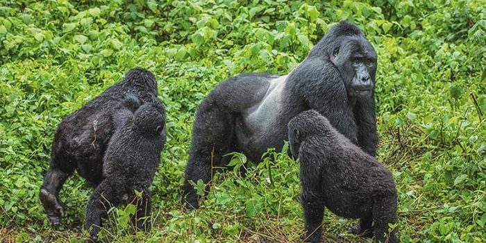 1 Day Gorilla Safari Uganda