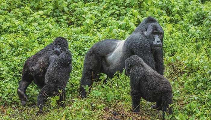 1 Day Gorilla Safari Uganda