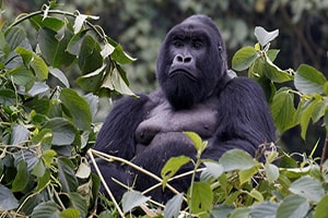 Trek Gorillas in Uganda