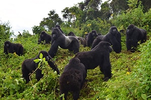 gorilla trek bwindi