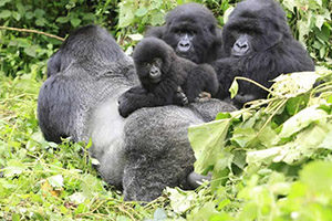 Fly into Rwanda trek gorillas in Uganda