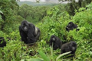 3 day gorilla safari bwindi