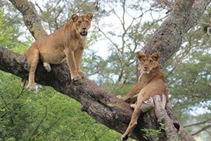 Uganda Safaris and tours