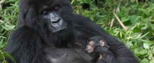 Gorilla Born in Mubare