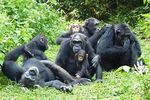 Chimpanzee trekking Uganda