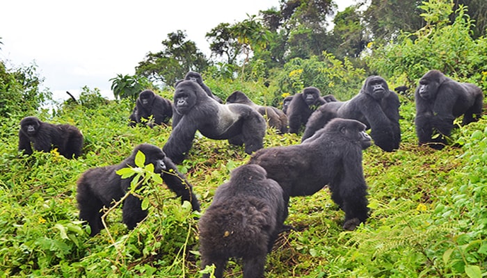 Gorilla Groups in Uganda