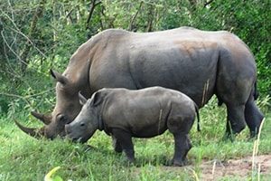 rhino trekking Uganda
