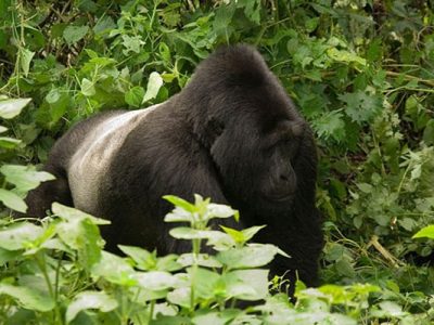 Mountain Gorilla Bwindi