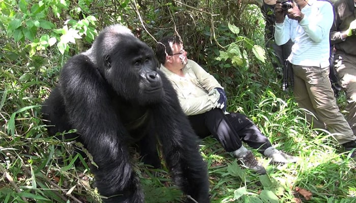 Uganda Gorilla Trekking Tours 