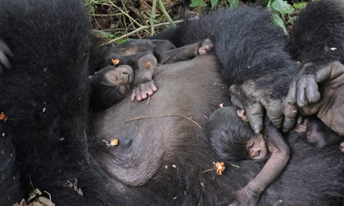 Baby Gorillas Virunga National Park