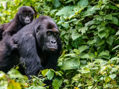 Gorilla Trekking in Rwanda