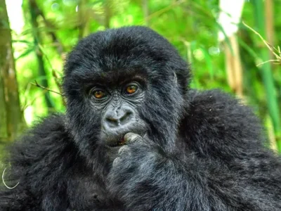 3-Day Bwindi Gorilla Trekking Safari