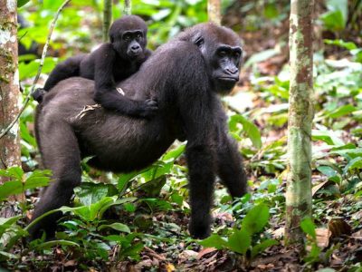 4-Day Kahuzi-Biega Lowland Gorilla Trekking (DR Congo)
