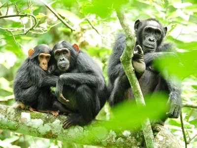 5-Day Gorilla & Chimpanzee Safari
