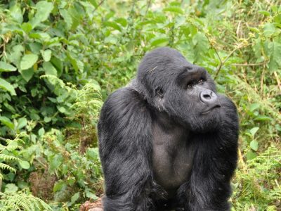 8-Day Uganda & Rwanda Gorilla Safari