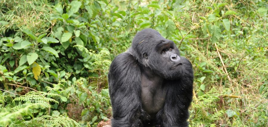 8-Day Uganda & Rwanda Gorilla Safari