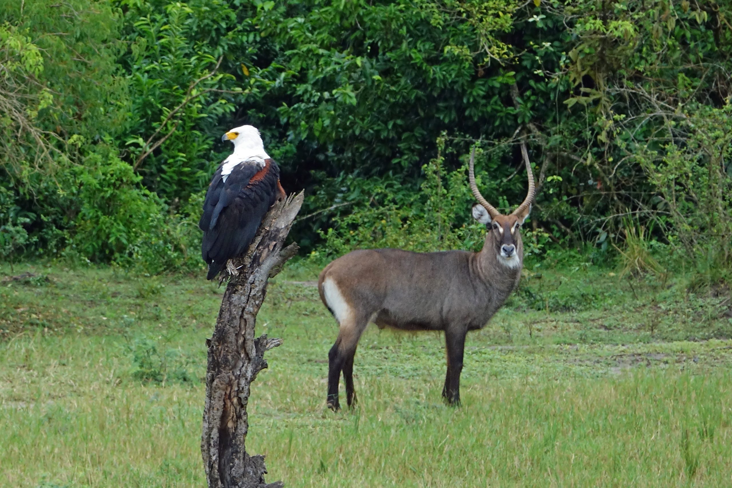 Birding in Uganda