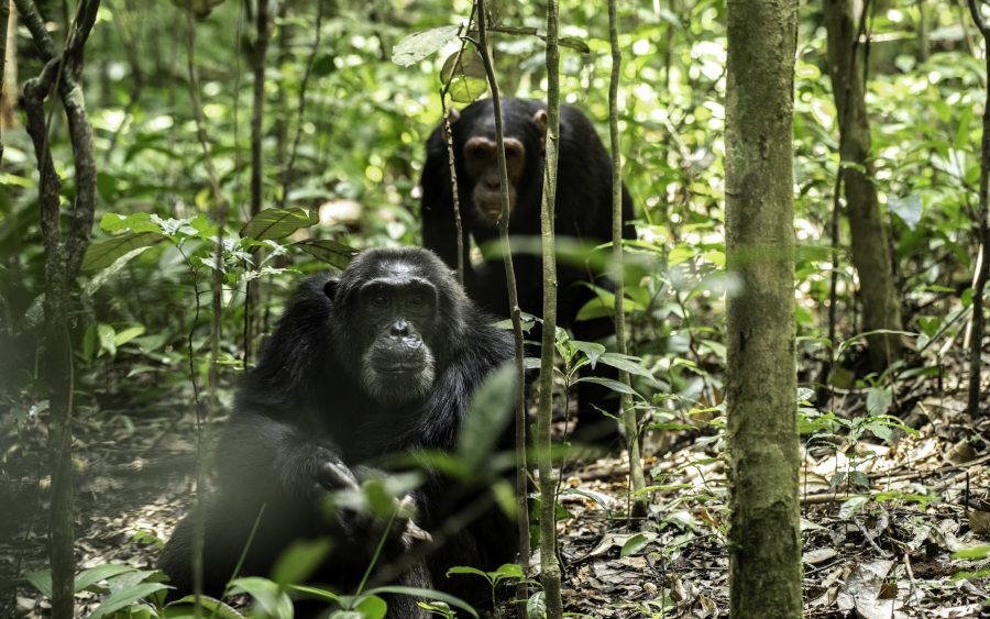 Chimpanzee trekking in Kibale Forest National Park