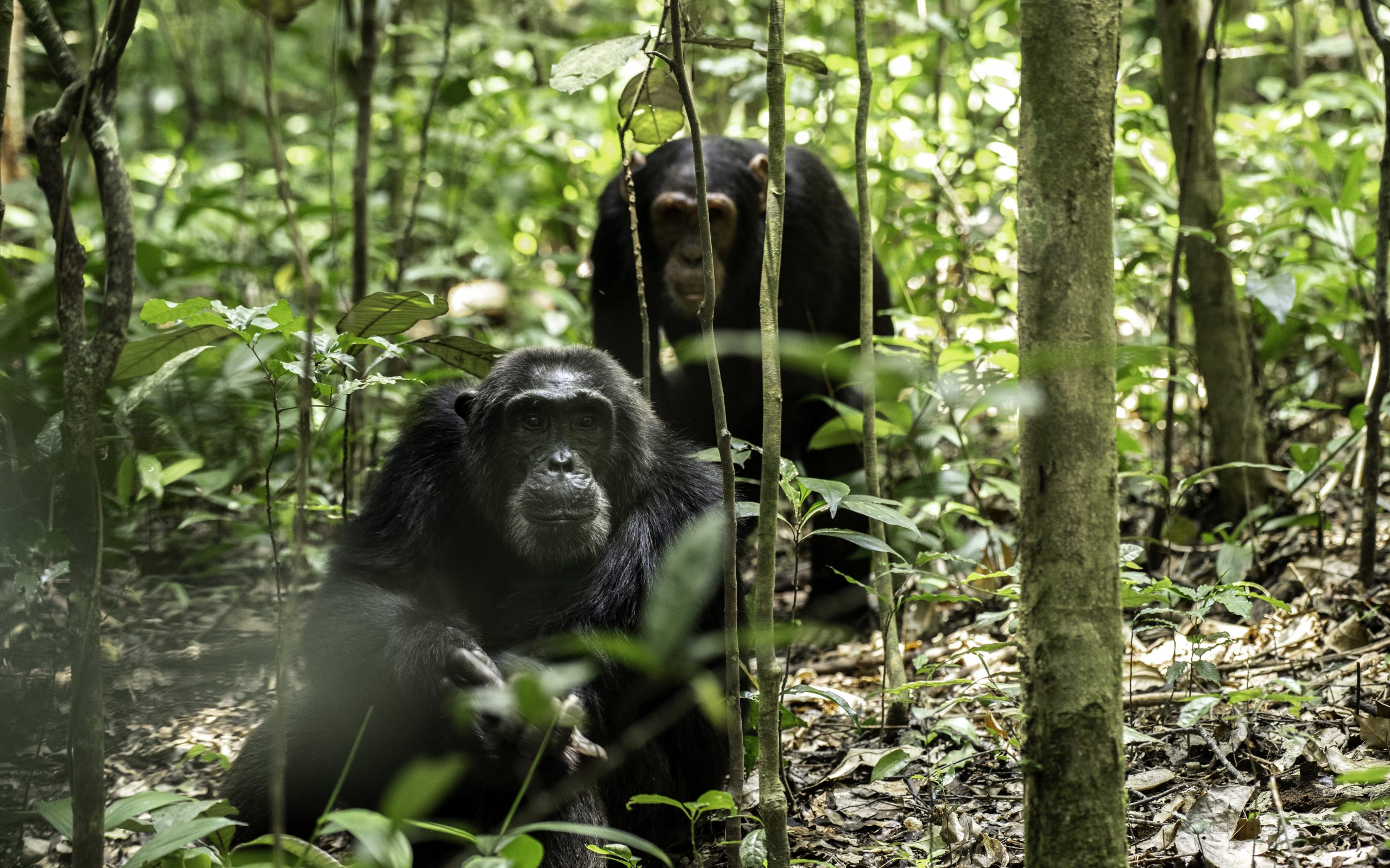 Chimpanzee trekking in Kibale Forest National Park