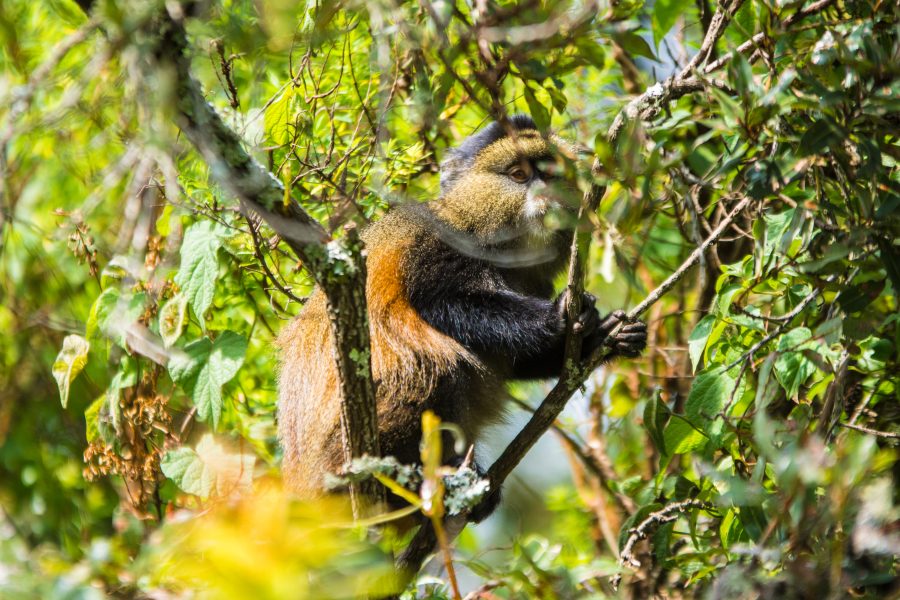 Golden Monkey Trekking in Uganda
