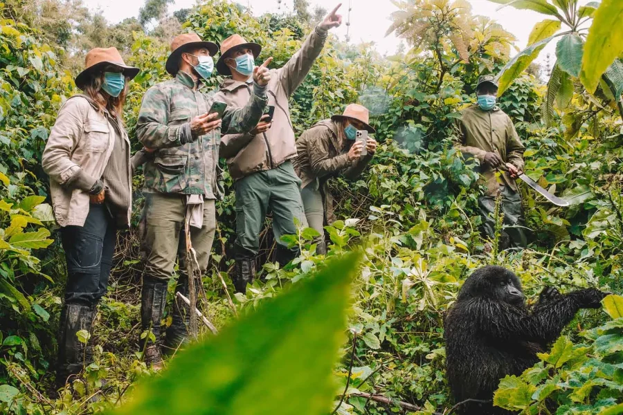 Gorilla Trekking Uganda: Tours, Permits & Prices