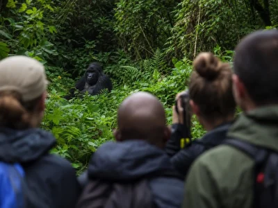 Gorilla Trekking in Uganda