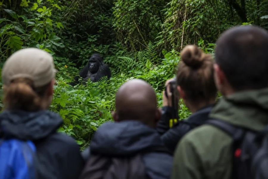 Gorilla Trekking in Uganda