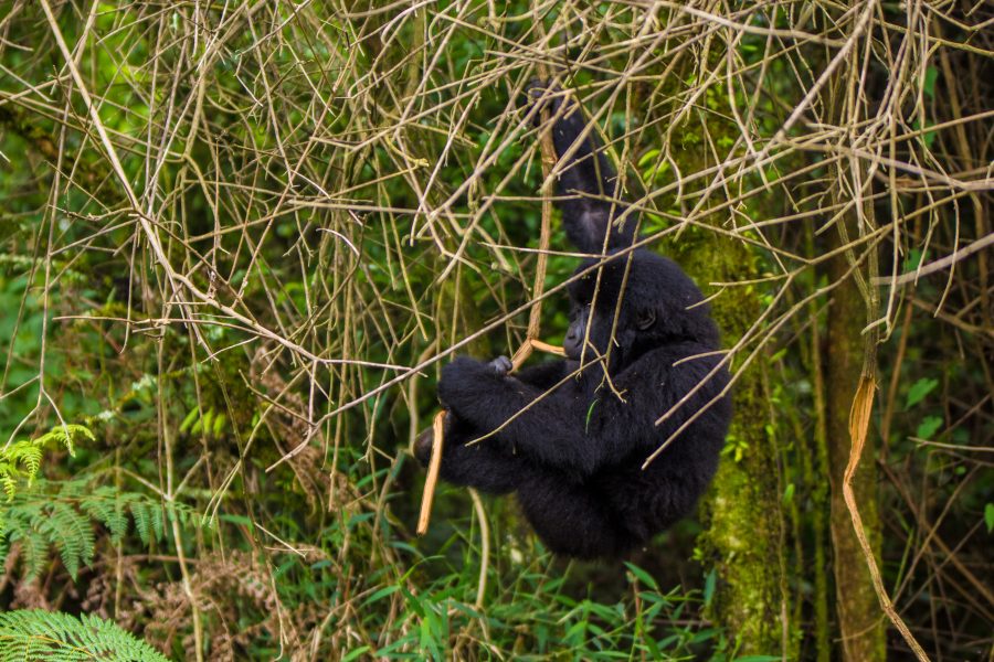 Gorilla Trekking Uganda: Tours, Permits & Prices