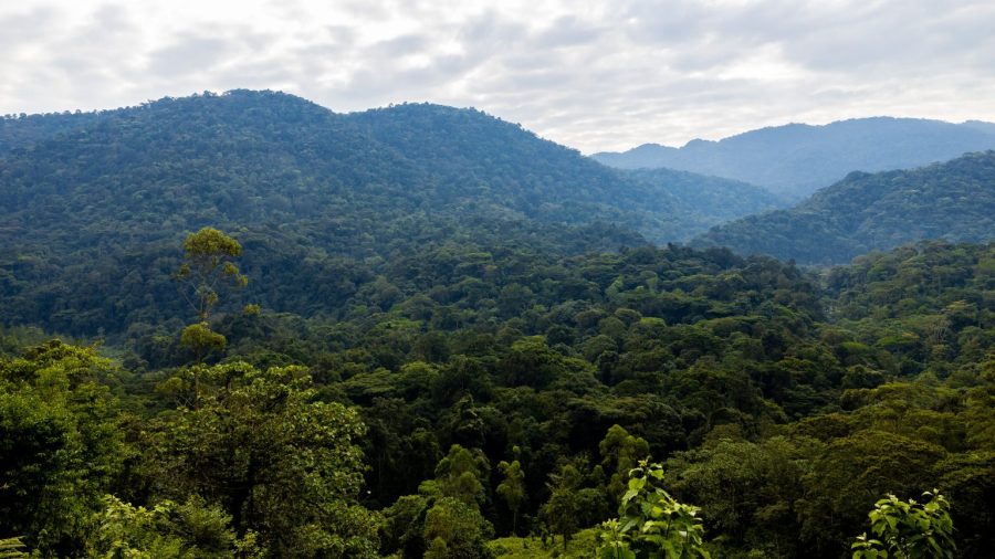 Bwindi-Sarambwe forest