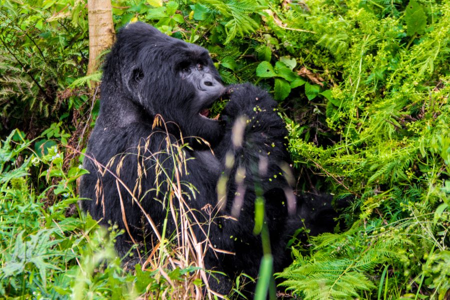 Gorilla Trekking in Rwanda