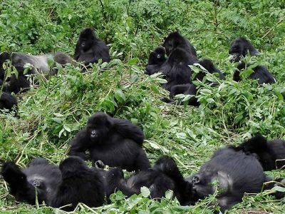 Nyakagezi Family in Mgahinga Gorilla National Park