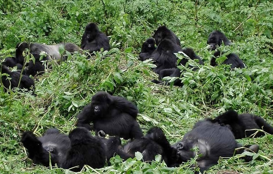 Nyakagezi Family in Mgahinga Gorilla National Park