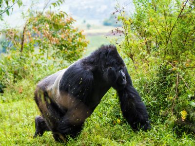 Gorilla Trekking Uganda: Tours, Permits & Prices