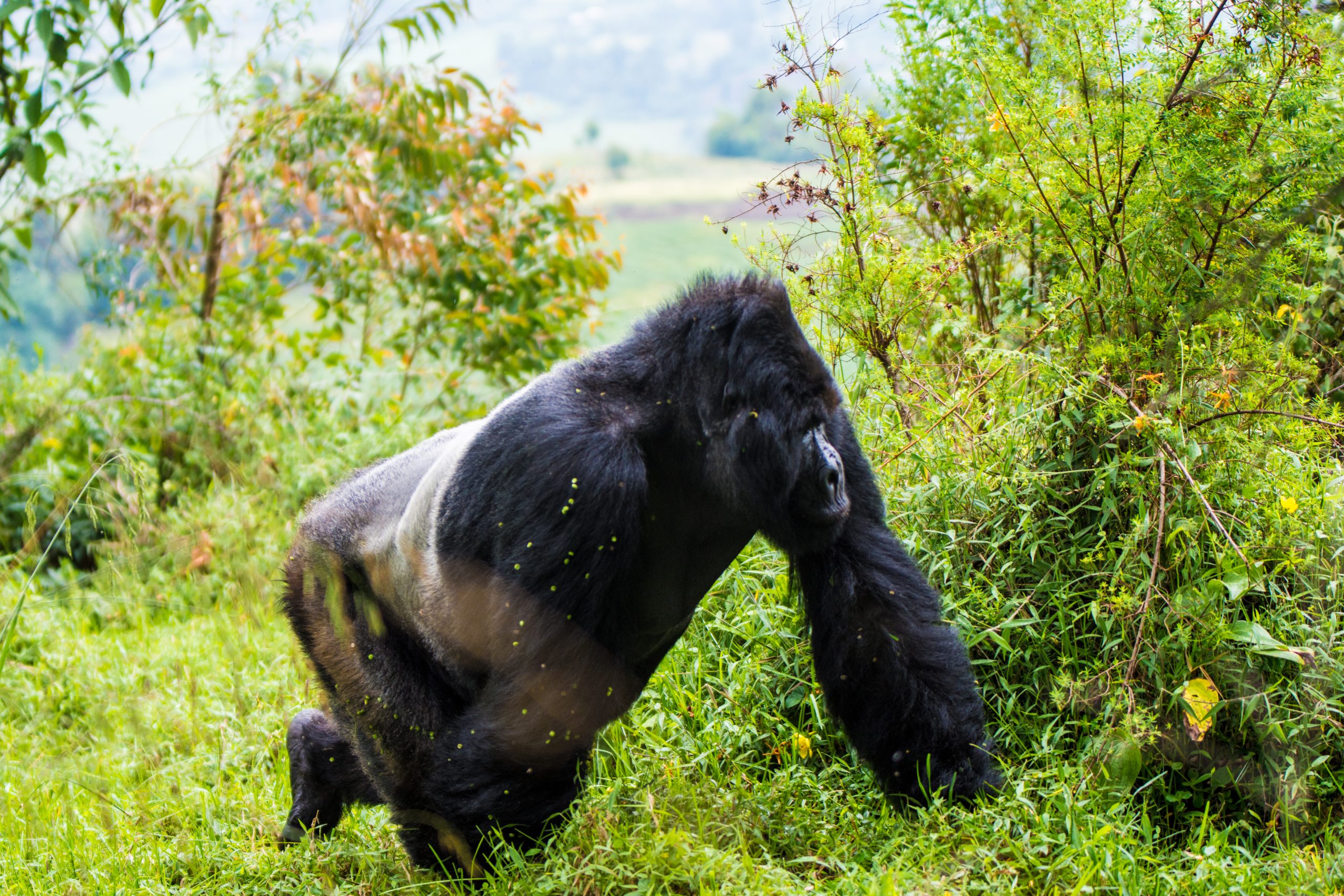 Gorilla Trekking Uganda: Tours, Permits & Prices