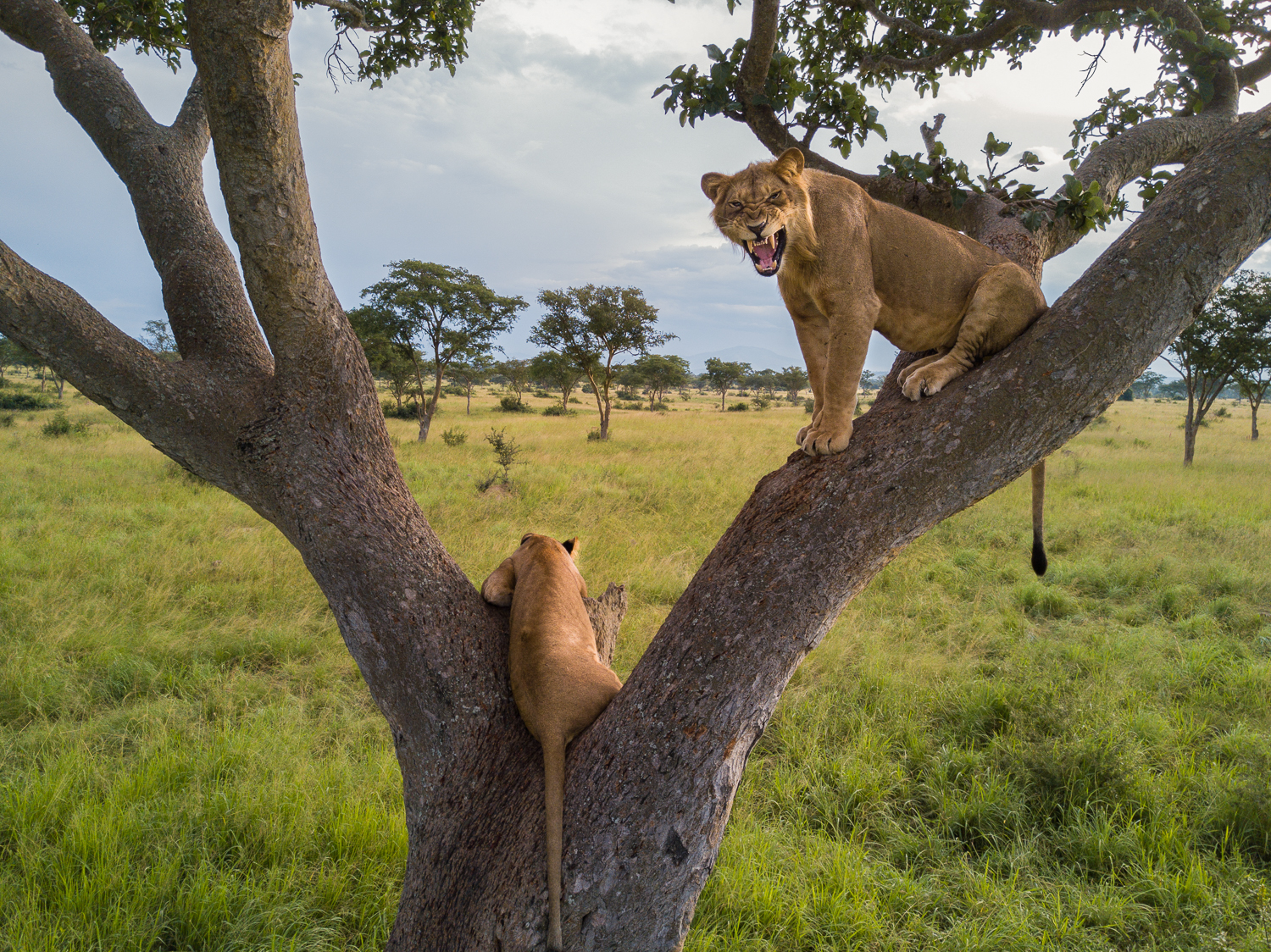 Tree-climbing Lions of Ishasha Queen Elizabeth
