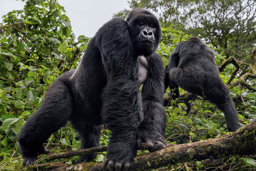 Virunga National Park