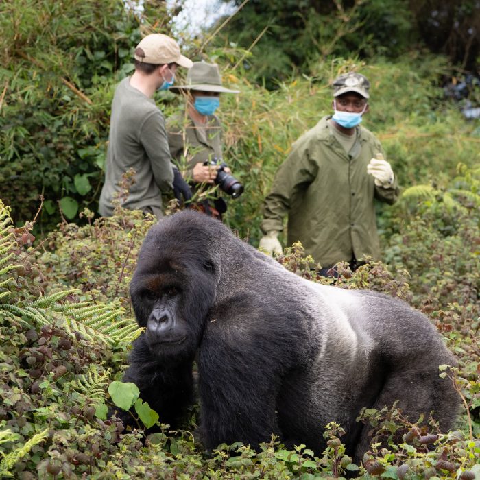 Facts About Mountain Gorillas: Complete 2026 Guide