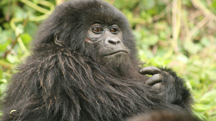 Best Time to Go Gorilla Trekking in Rwanda
