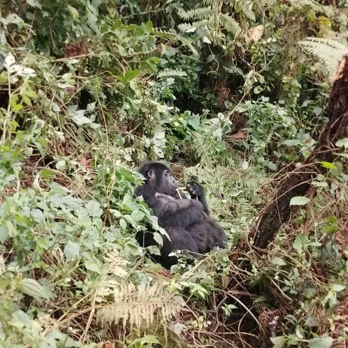 Bikyingi Gorilla Family: Rushaga Sector Profile & Guide