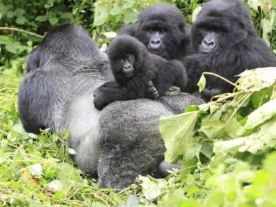 Bikyingi Gorilla Family Silverback Male